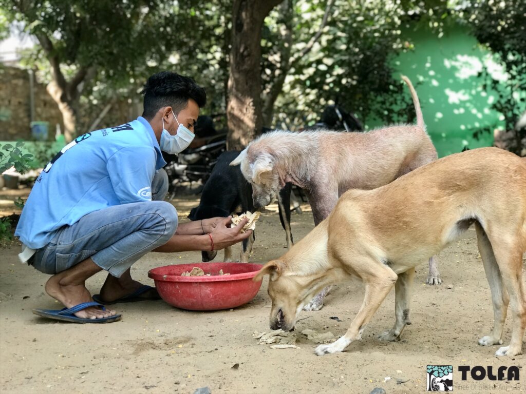 Feeding dogs at our animal hospital