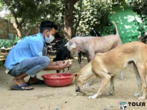 Feeding dogs at our animal hospital