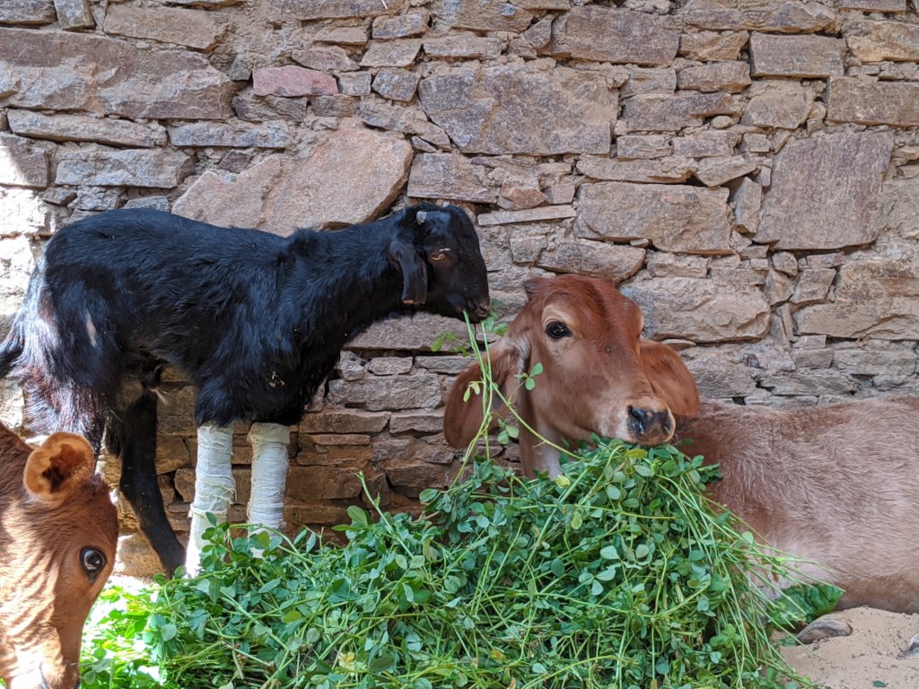 Help our Animal Hospital Survive Covid-19 Crisis