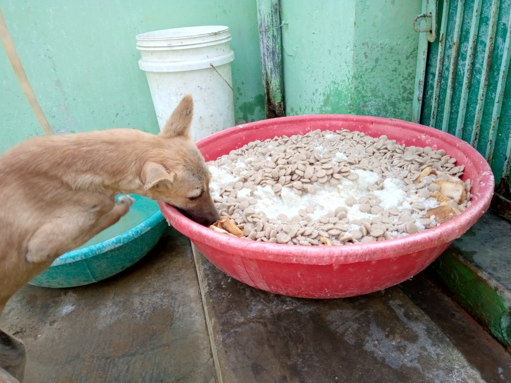 Help our Animal Hospital Survive Covid-19 Crisis