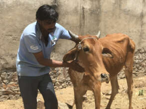 Ramu, fully healed, with our large animal manager