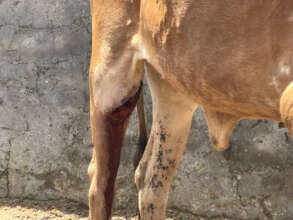 Ramu's leg had been badly wounded