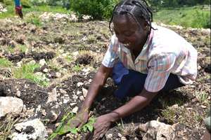 Woman planting trees