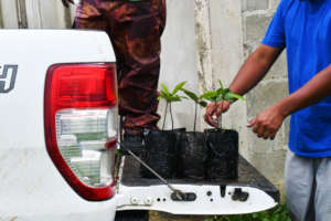 Sapling Distribution (Sayuri Tzul/Ya'axche)