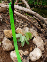 Symbolic Inga sapling