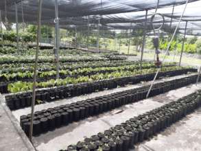 Seedlings in the Nursery