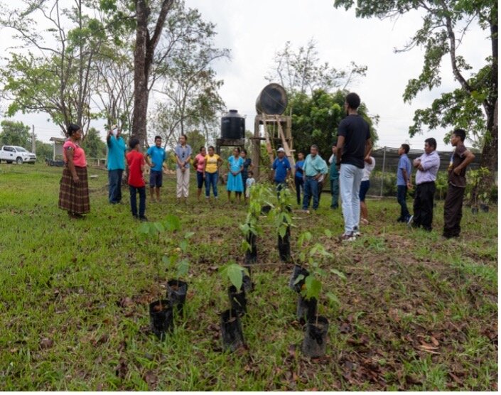 Help Restore the Maya Golden Landscape