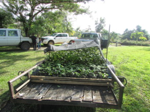 Seedlings ready for distribution