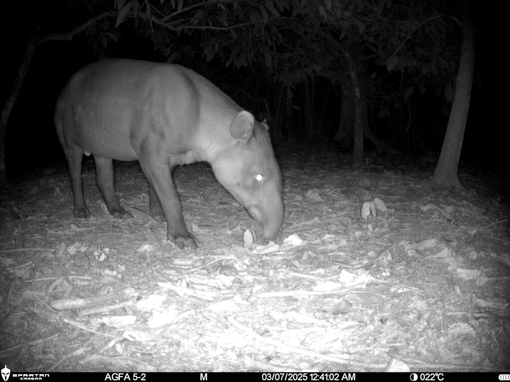 Baird Tapir caught on camera trap
