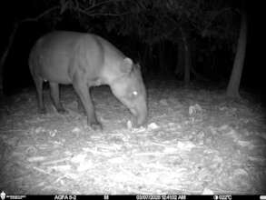 Baird Tapir caught on camera trap
