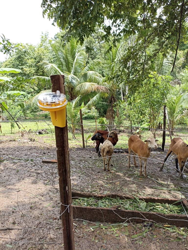 Non-lethal deterrents