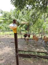 Non-lethal deterrents