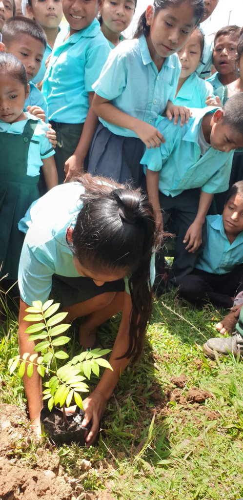 Help Restore the Maya Golden Landscape