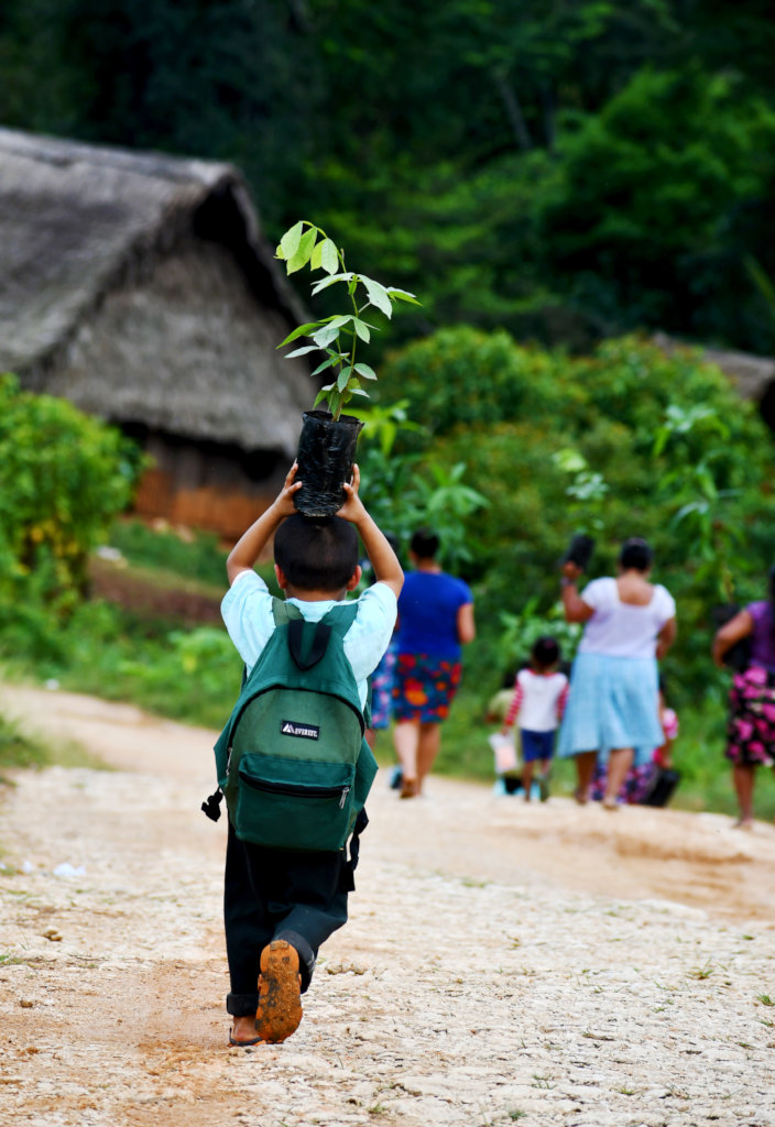 Community Reforestation in Southern Belize