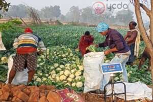 High Valued crop production by Farmers