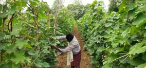 Happy to adopted the good agriculture practices