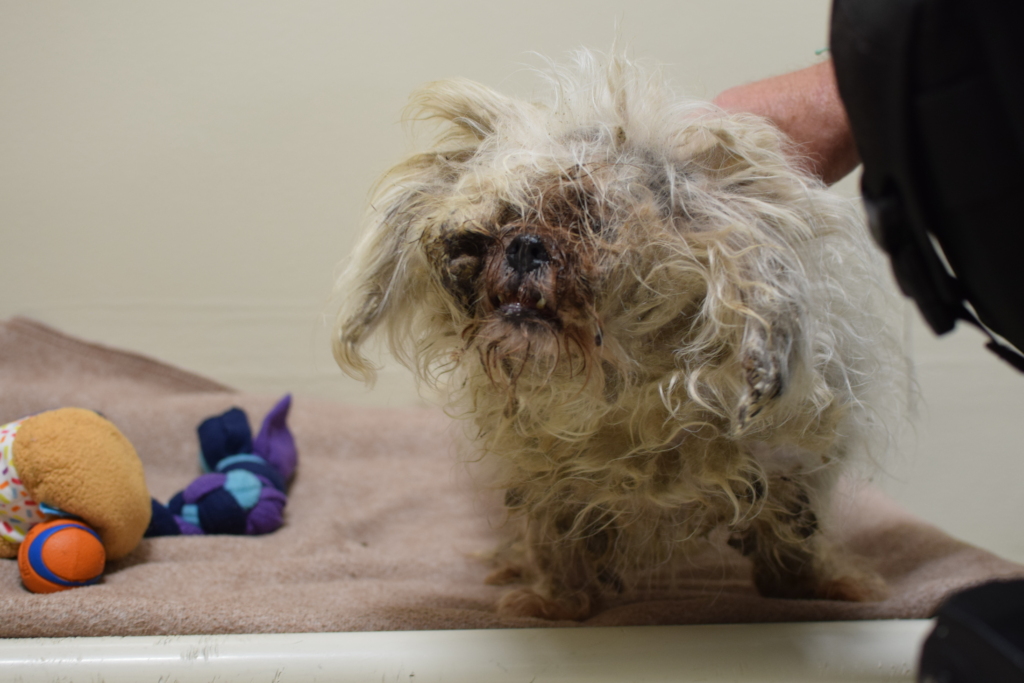 Helping Pets and People in our Community