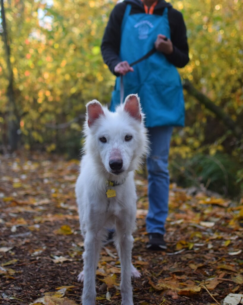 Cotton on a walk with a Volunteer