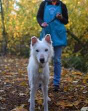 Cotton on a walk with a Volunteer