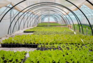 Seed starting raised bed in the greenhouse