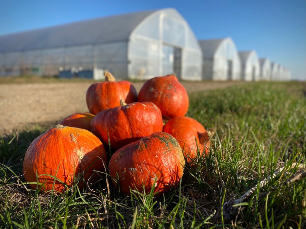 Pumkins and greenhouses