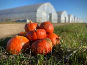 Pumkins and greenhouses