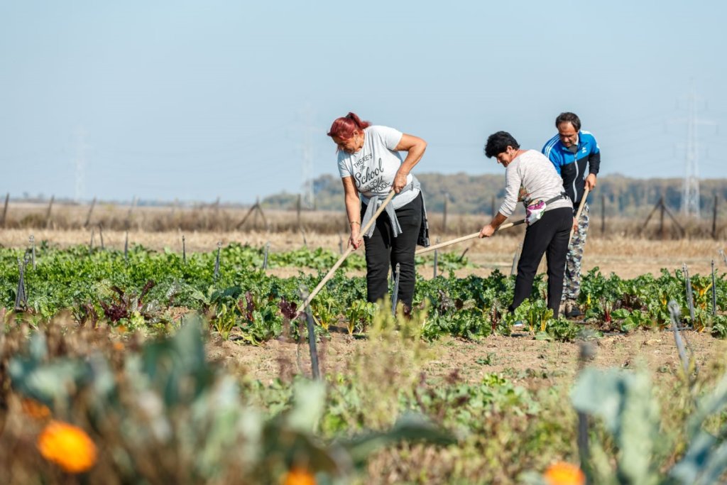 Greenhouses Destroyed During COVID-19 Crisis
