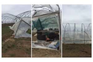 Damaged and Destroyed Greenhouses
