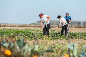 Social Farm Beneficiaries