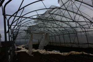 Greenhouses Destroyed During COVID-19 Crisis