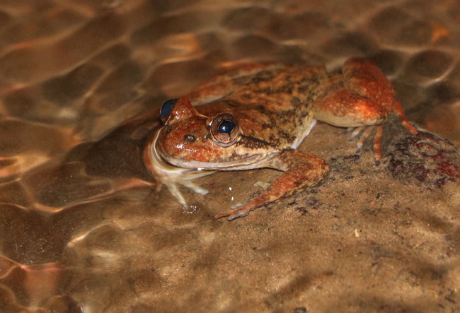 SAVE THE FROGS! Ghana