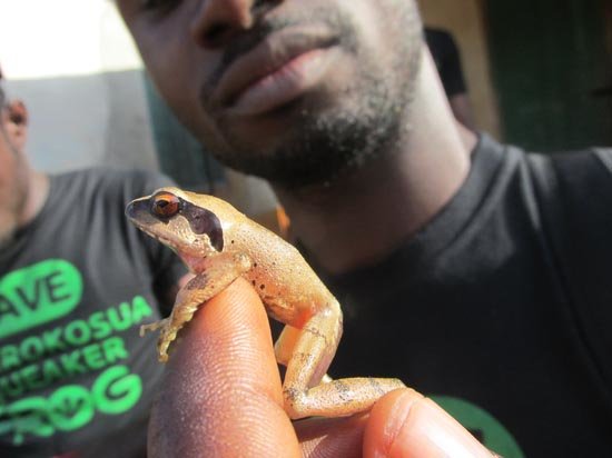 SAVE THE FROGS! Ghana