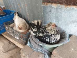 Chickens resting in their new home