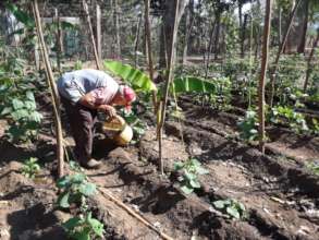 Watering vegetable crops