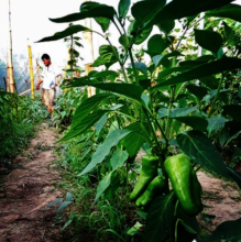 Green pepper plants