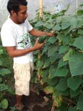 The Mangrove Association's vegetable garden