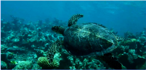 Turtle monitoring