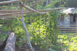Food security approach