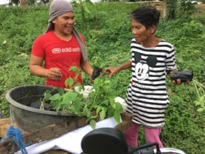 Distribution of seedlings