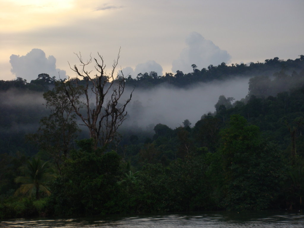Empower Rural Communities and Help Protect Forests