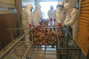 Inspectioning a farm in South Corea (Shutterstock)