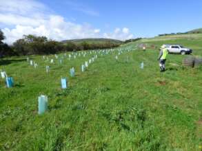 Revegetation at Sellicks Cliffs with volunteers
