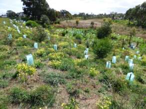 Revegetation at Sellicks Cliffs