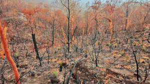 Burned-land-Photo-Carol Carter-&-Allan-Chawner
