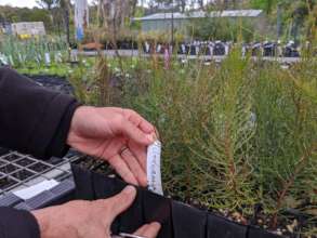 Bushfire-Recovery-Nursery-preparation