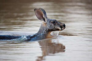 Kangaroo in flood