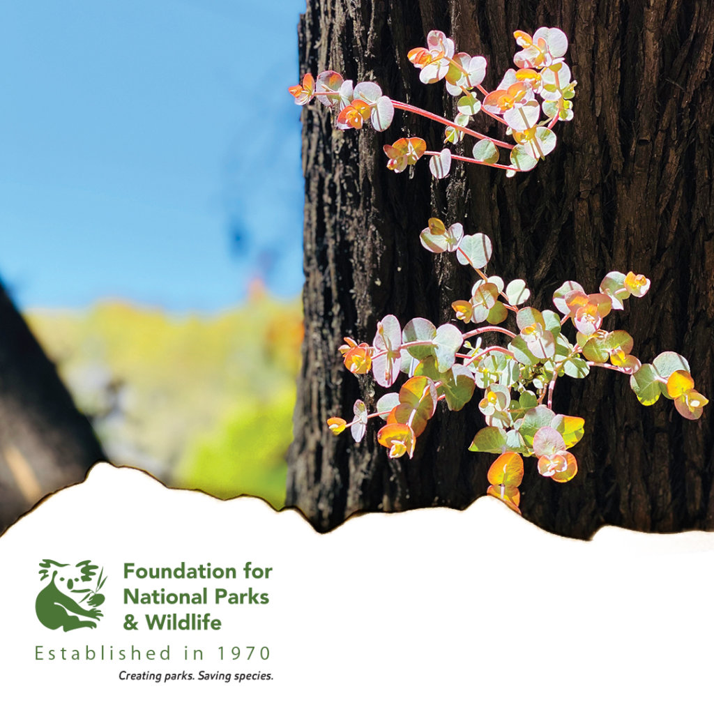 Healing our land - Bushfire Recovery