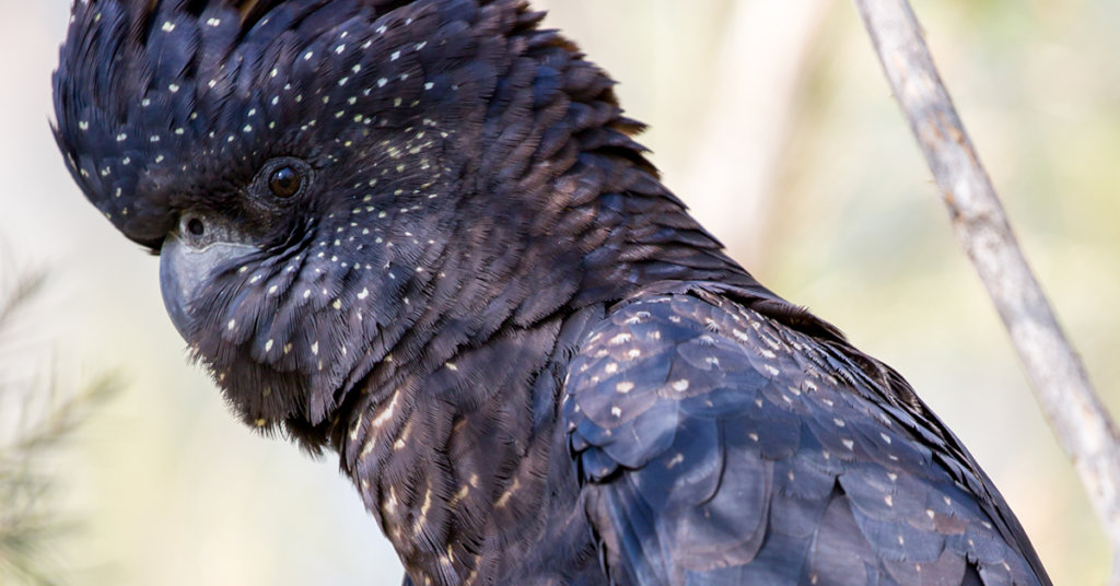 Healing our land - Bushfire Recovery