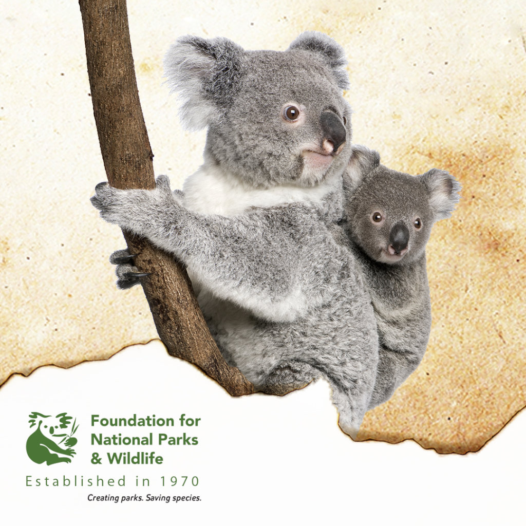 Healing our land - Bushfire Recovery