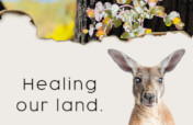 Healing our land - Bushfire Recovery